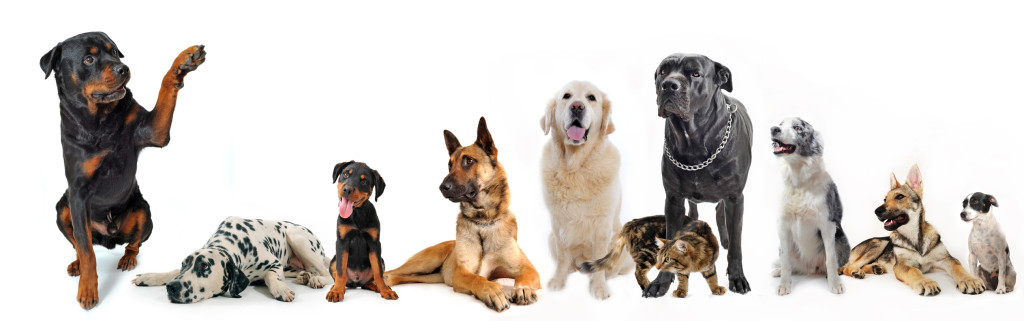group of dogs and cat
