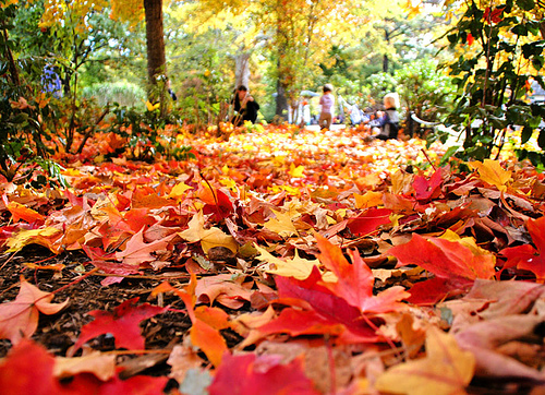 fall-landscape