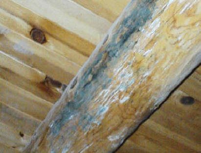 mold on wood_beam_photo_3