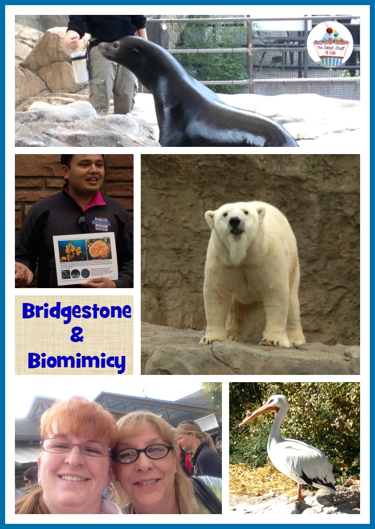 bridgestone zoo mdr