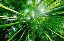 bamboo up
