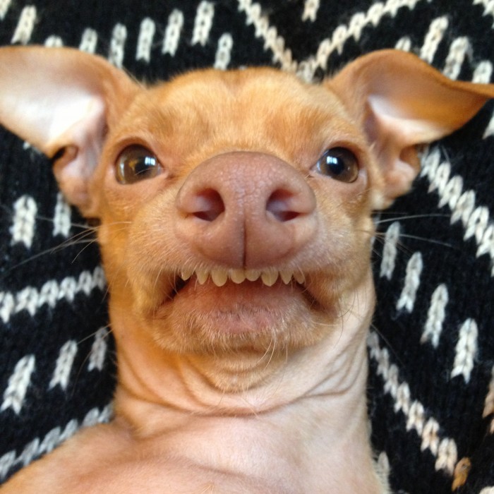 LOS ANGELES - Meet Tuna, a four-year old Chiweenie that's popular for his extreme overbite! This canine's signature smile turned him into an internet sensation: He now has over one million followers online! (Photo Credit: © National Geographic Channel/Adam Brant)