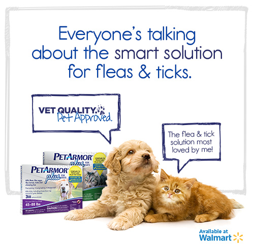Mange Treatment For Cats Walmart toxoplasmosis