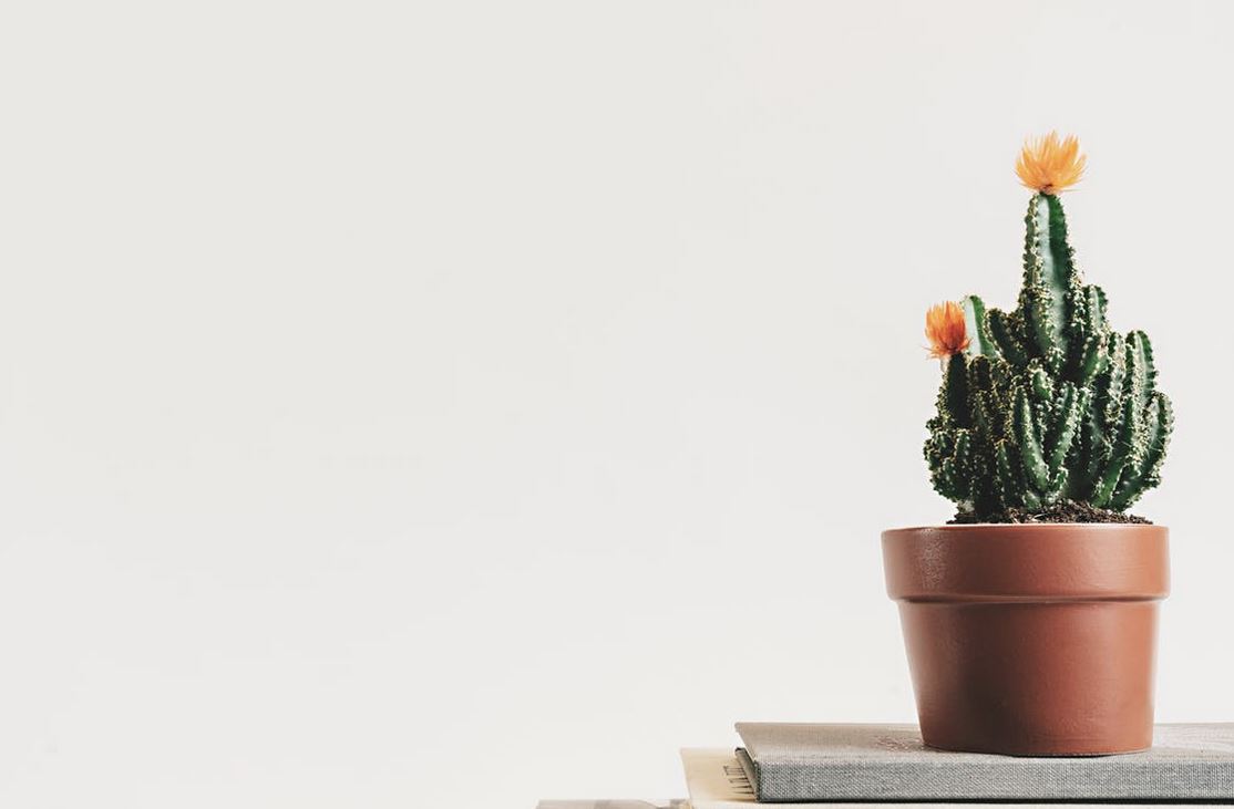 How to Maximize Your Home with Minimalism