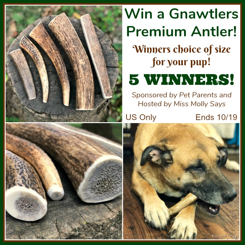 #Win Gnawtlers Premium Antler in size of choice! 5 WINNERS! US ends 10/19