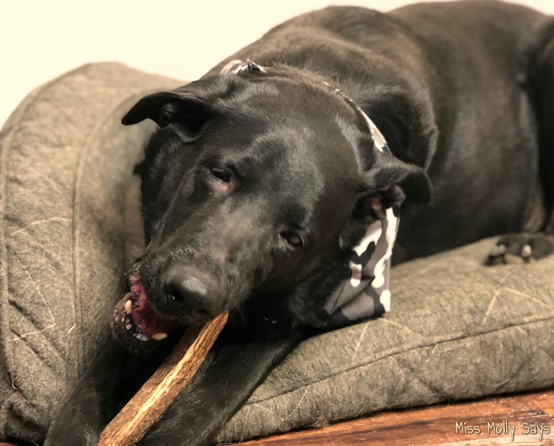 #Win Gnawtlers Premium Antler in size of choice! 5 WINNERS! US ends 10/19