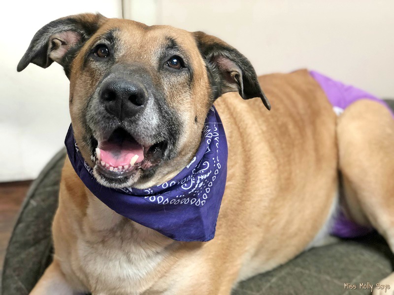 Pet Parents Dog Diapers & Belly Bands Giveaway! TWO Winners! (one gets diapers and one gets belly bands)