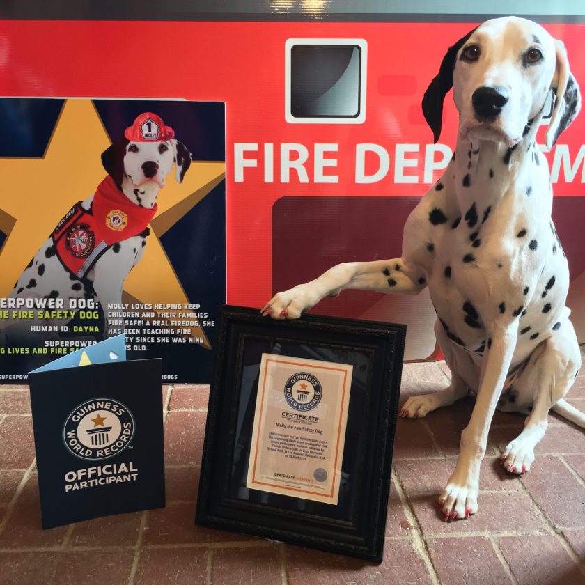 Follow Molly, the Fire Safety Dog, on her Superpowers Dogs' Tour! #MollysRoadTrip