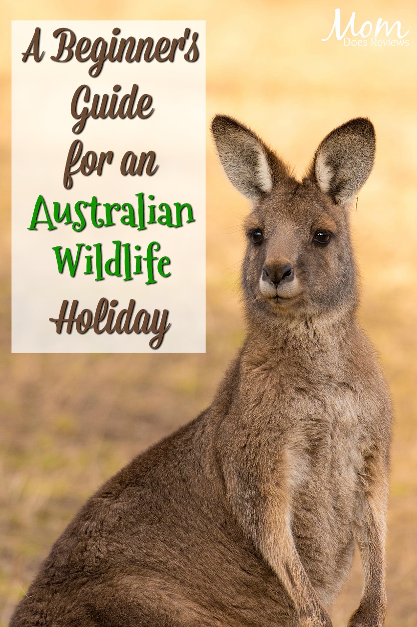 A Beginner's Guide for an Australian Wildlife Holiday #travel #Australia #wildlife #vacation 