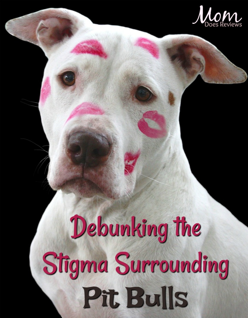 Debunking the Stigma Surrounding Pit Bulls #dogs #pets #pitbulls 