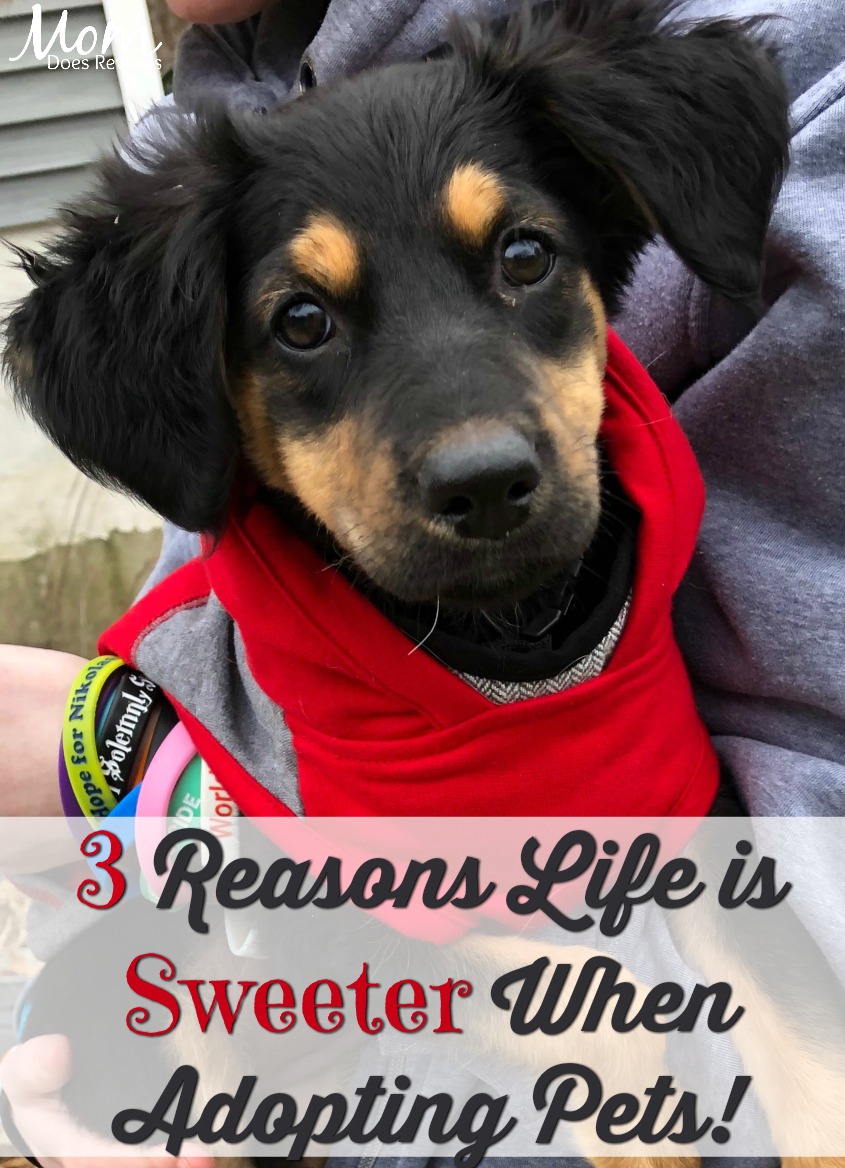 3 Reasons Life is Sweeter When Adopting Pets!