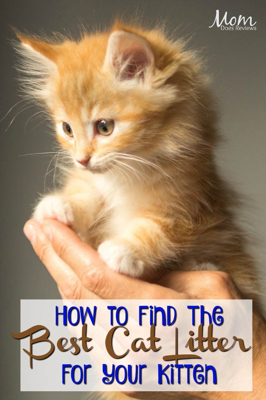 How to Find The Best Litter For Your Cat #pets #cats #kittens #petcare