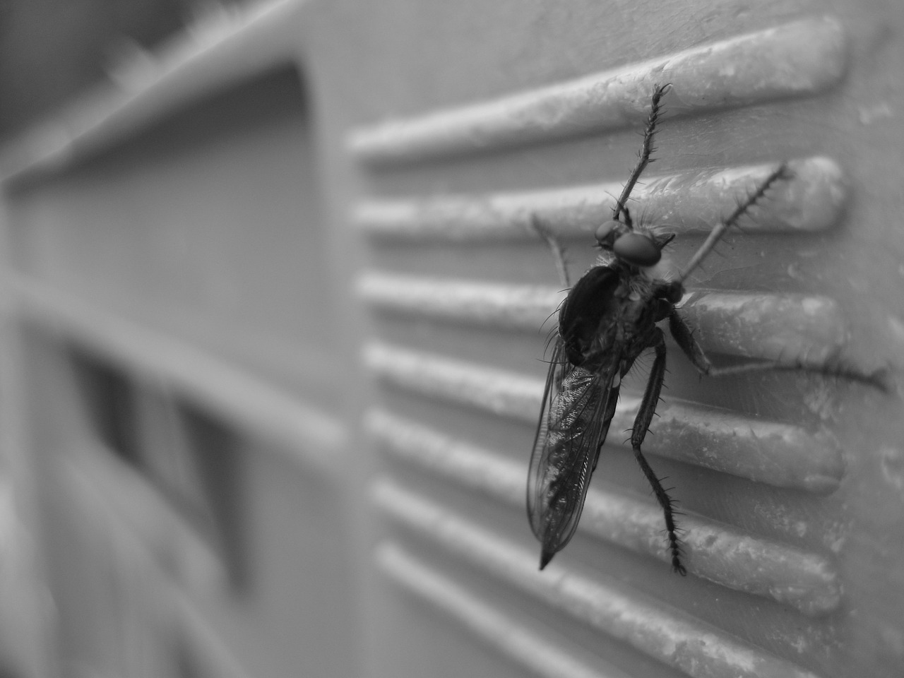 Securing Your Family from Pesky Pests in Your Home