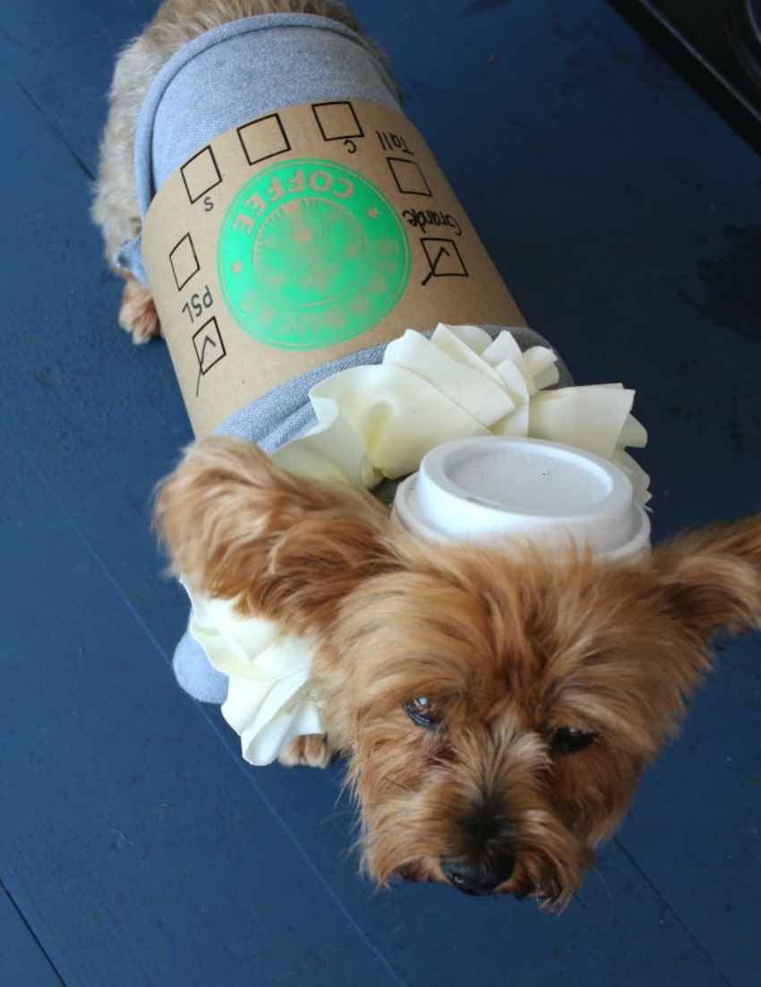 DIY Pumpkin Spice Latte Halloween Costume for Dogs
